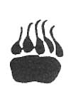 bear paw