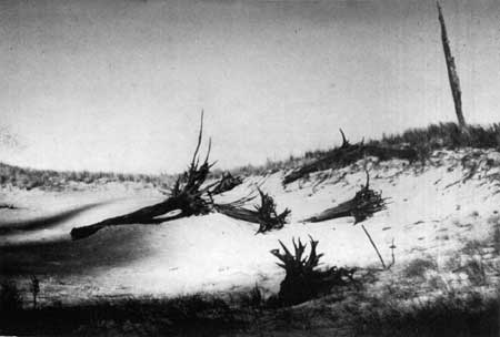 tree 'graveyard'