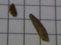 tooth enamel fragment and tooth root