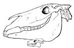 sketch of horse skull