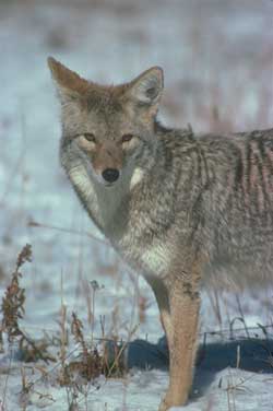 Coyote
