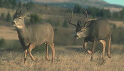 Deer