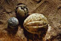 fossils