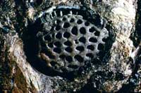 fossils