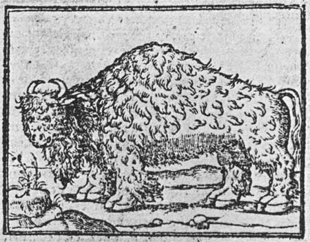 drawing of bison
