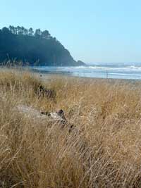 dune grass