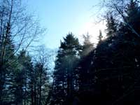 forests at Fort Canby