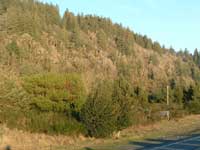 wooded hillside