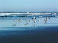 Pacific Ocean