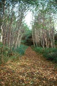 forests around Station Camp