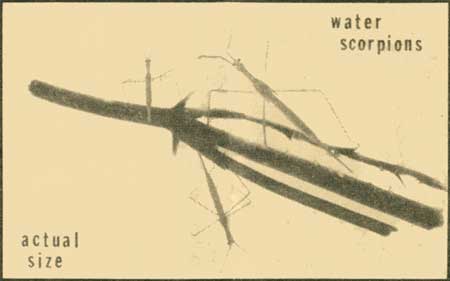 water scorpions