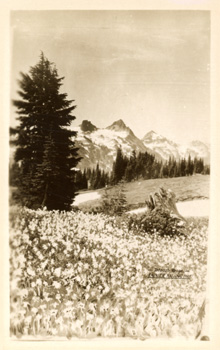 card cover