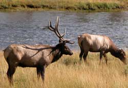 Yellowstone elk