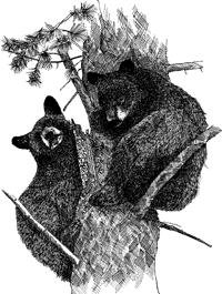 Black Bears