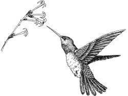 Hummingbird