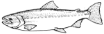 Chum Salmon