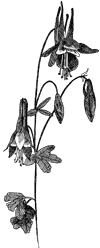 Columbine