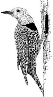 Flicker