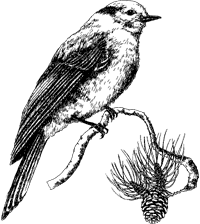 Gray Jay