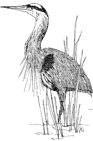 Great Blue Heron
