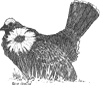Blue Grouse