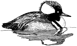 Hooded Merganser