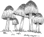 Mushrooms