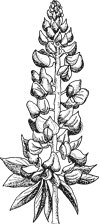 Lupine