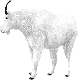 Mountain Goat
