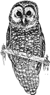 Owl