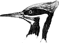 Pileated Woodpecker