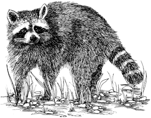 Racoon