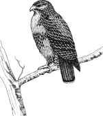 Red-tailed Hawk