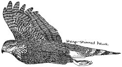 Sharp-shinned Hawk