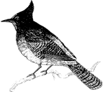 Stellars Jay
