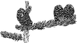 Subalpine Fir