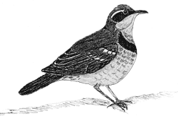 Varied Thrush