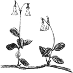 Twinflower