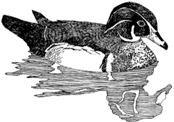 Wood Duck