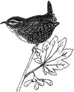 Wren