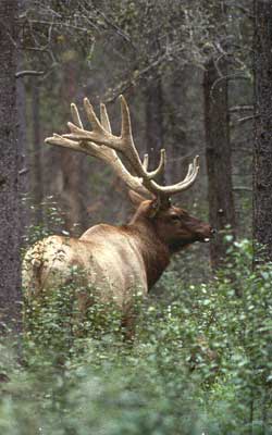 Roosevelt elk