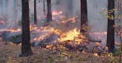 fire