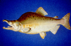 Pink Salmon