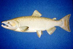 Coho Salmon