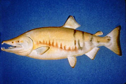 Chum Salmon