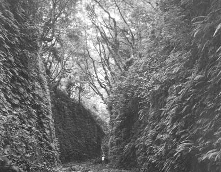 Fern Canyon