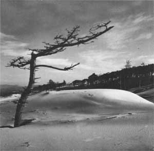 Oregon Dunes