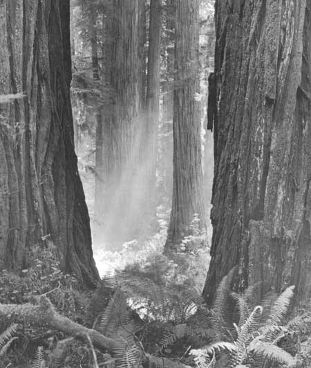 Jedediah Smith Redwoods State Park