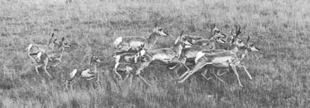 Pronghorns