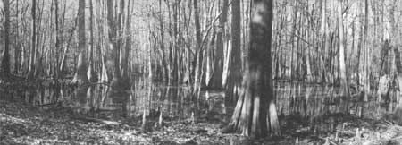 Congaree Swamp